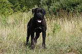 CANE CORSO 857